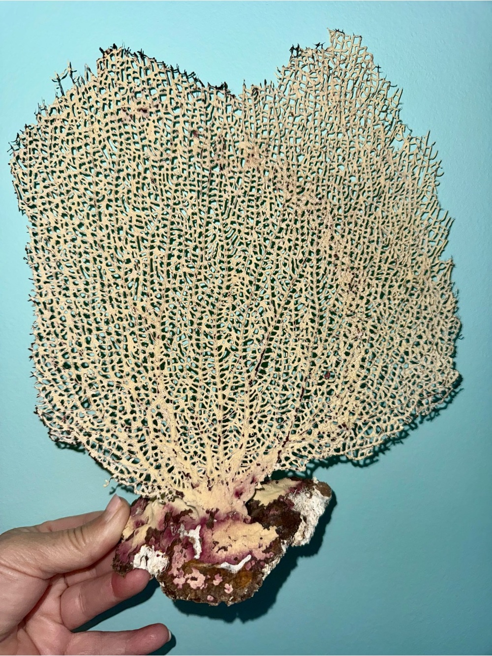 Natural Sea Fan Beige with Pink Purplish Coral Base Stands on own